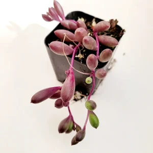 Othonna Capensis 'Ruby Necklace' Live Trailing Succulent Plant - Image 1