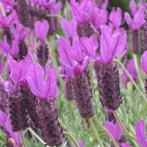 Otto Quast Lavender Live Plant - Set of 2, 4-6