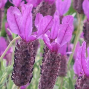 Otto Quast Lavender Live Plant - Set of 2, 4-6