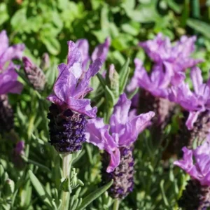 Otto Quast Lavender Live Plant - Set of 2, 4-6