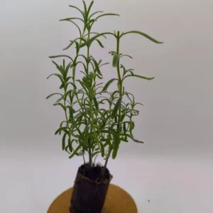 Otto Quast Lavender Live Plant - Set of 2, 4-6