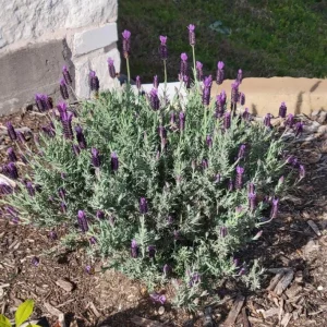 Otto Quast Lavender Live Plant - Set of 2, 4-6