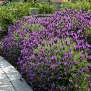 Otto Quast Lavender Live Plant - Set of 2, 4-6