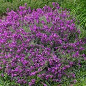Otto Quast Lavender Live Plant - Set of 2, 4-6