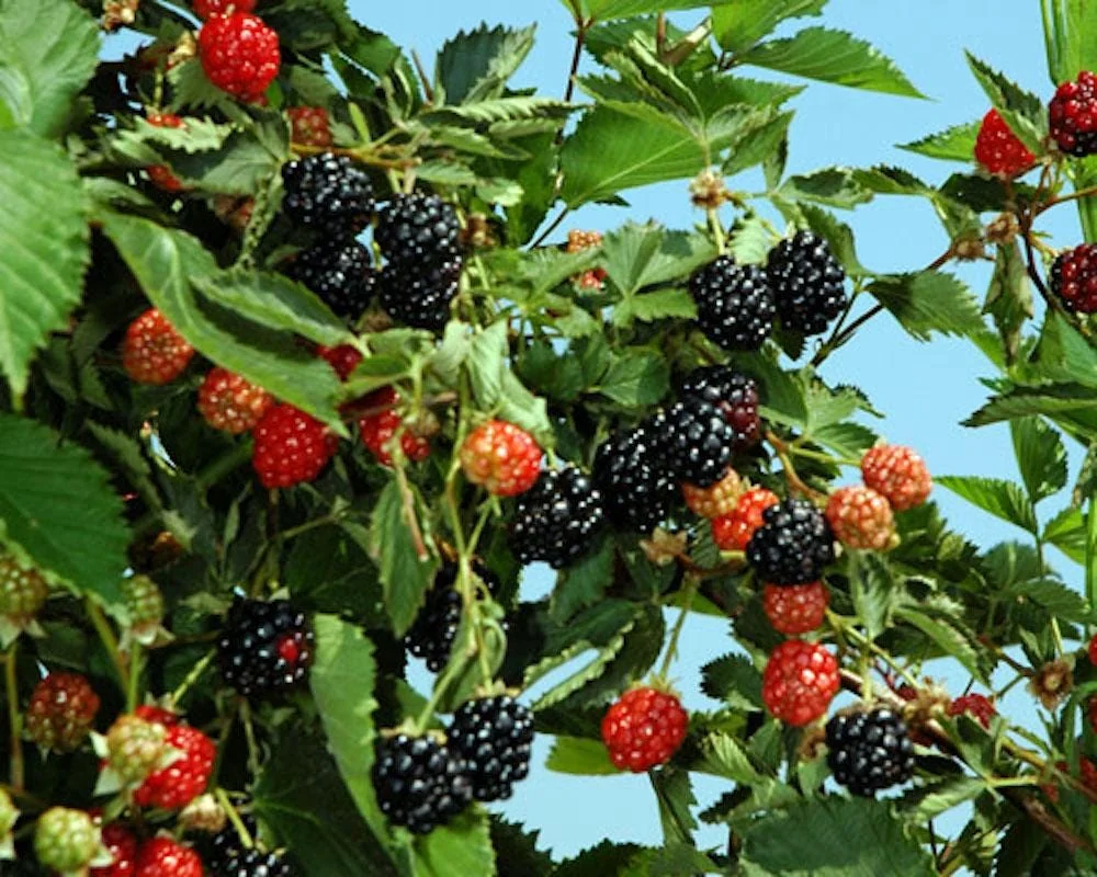 Ouachita Blackberry Starter Plug - Thornless Rubus 'Ouachita' Live Plant - Image 2