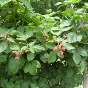 Ouachita Blackberry Starter Plug - Thornless Rubus 'Ouachita' Live Plant - Image 3