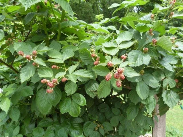 Ouachita Blackberry Starter Plug - Thornless Rubus 'Ouachita' Live Plant - Image 3