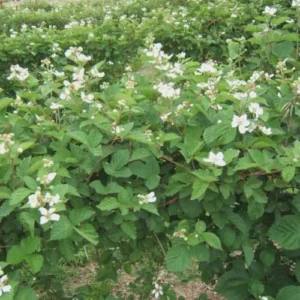 Ouachita Blackberry Starter Plug - Thornless Rubus 'Ouachita' Live Plant - Image 4