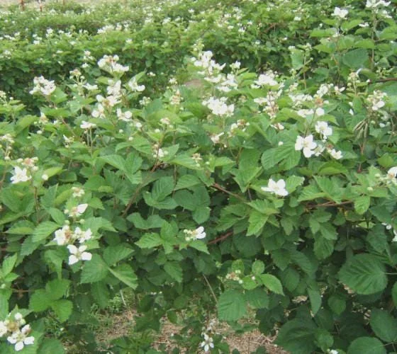 Ouachita Blackberry Starter Plug - Thornless Rubus 'Ouachita' Live Plant - Image 4