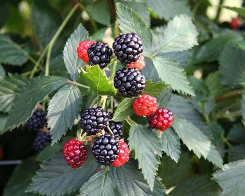 Ouachita Blackberry Starter Plug - Thornless Rubus 'Ouachita' Live Plant - Image 1