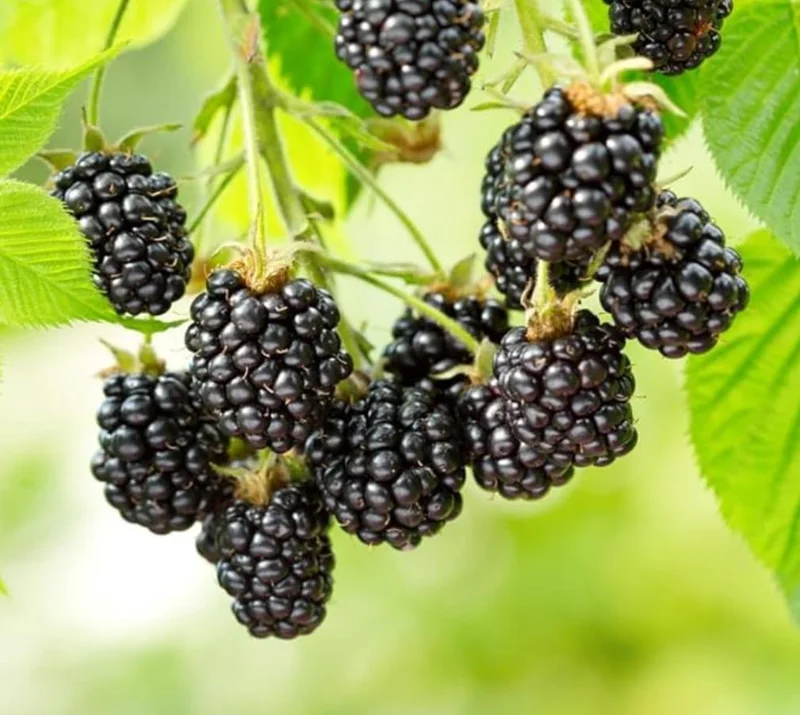 Ouachita Thornless Blackberry Live Plant Starter - 2 Pack, 4-6" Tall, Sweet Fruit, Outdoor - Image 3