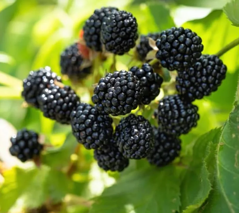 Ouachita Thornless Blackberry Live Plant Starter - 2 Pack, 4-6" Tall, Sweet Fruit, Outdoor - Image 4