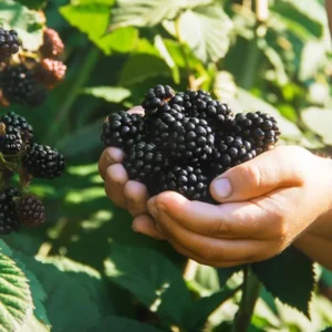 Ouachita Thornless Blackberry Live Plant Starter - 2 Pack, 4-6