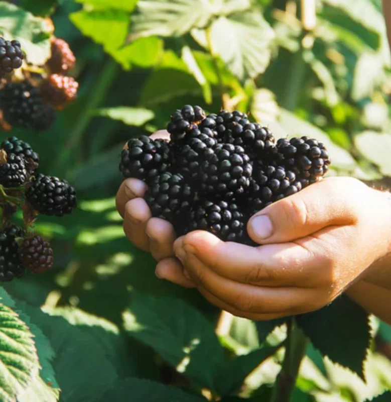 Ouachita Thornless Blackberry Live Plant Starter - 2 Pack, 4-6" Tall, Sweet Fruit, Outdoor - Image 6