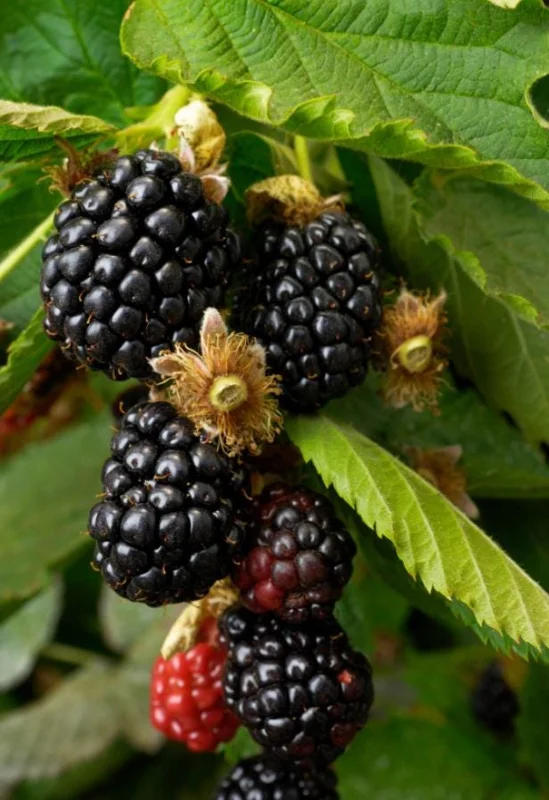 Ouachita Thornless Blackberry Live Plant Starter - 2 Pack, 4-6" Tall, Sweet Fruit, Outdoor - Image 8