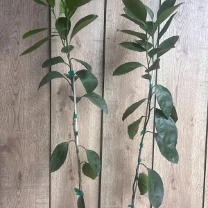 Owari Tangerine Tree Live Plant - Grafted, Cold Hardy, 1/2 Gallon Pot - Image 3