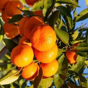 Owari Tangerine Tree Live Plant - Grafted, Cold Hardy, 1/2 Gallon Pot - Image 1