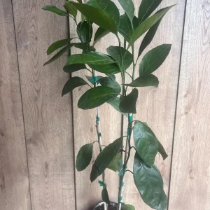 Owari Tangerine Tree Live Plant - Grafted, Cold Hardy, 1/2 Gallon Pot - Image 6
