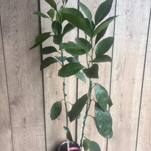 Owari Tangerine Tree Live Plant - Grafted, Cold Hardy, 1/2 Gallon Pot - Image 7