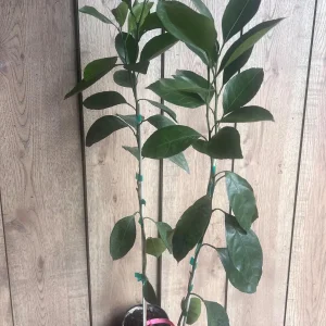 Owari Tangerine Tree Live Plant - Grafted, Cold Hardy, 1/2 Gallon Pot - Image 8