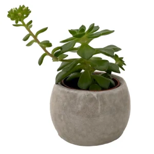 Owl Forest Ceramic Planter with Succulent Live Plant - 3 inch Pot - Image 3