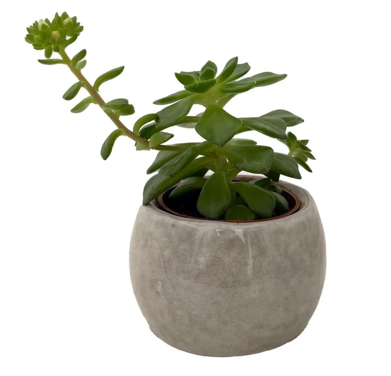 Owl Forest Friend Ceramic Planter with Succulent Plant - 3" Pot