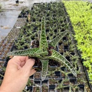 Ox Tongue Gasteria Live Plant, Gasteria bicolor, Easy Care Succulent, 3.5 inch Pot, Indoor - Image 2