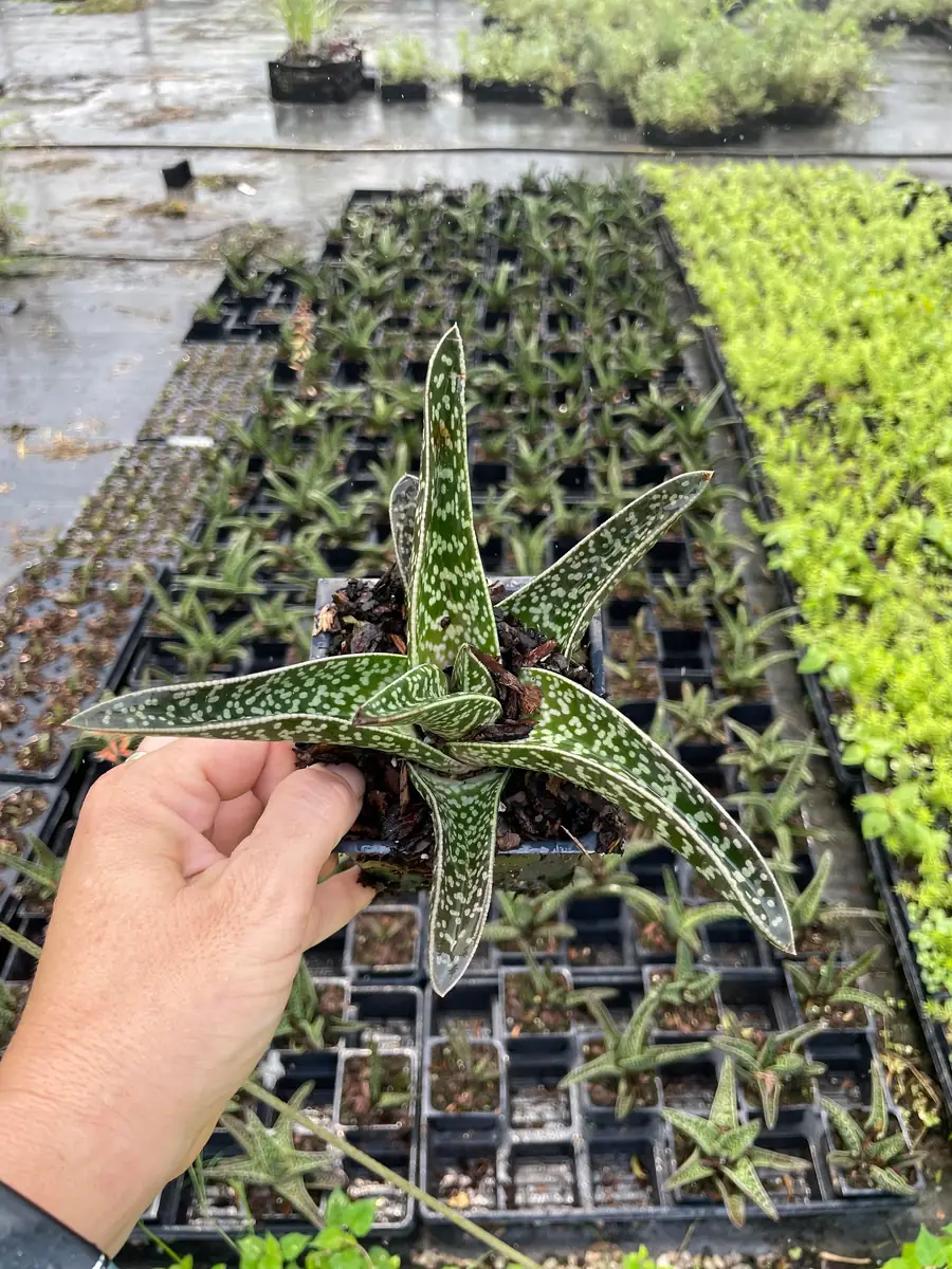 Ox Tongue Gasteria Live Plant, Gasteria bicolor, Easy Care Succulent, 3.5 inch Pot, Indoor - Image 2