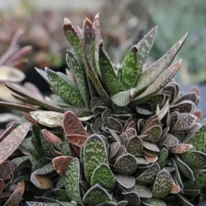 Ox Tongue Gasteria Live Plant, Gasteria bicolor, Easy Care Succulent, 3.5 inch Pot, Indoor - Image 1