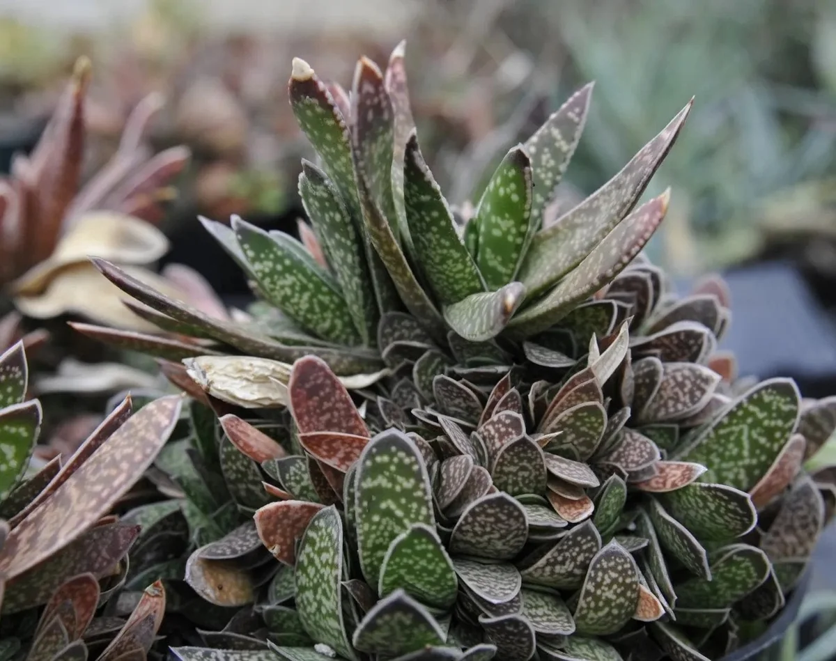 Ox Tongue Gasteria Live Plant, Gasteria bicolor, Easy Care Succulent, 3.5 inch Pot, Indoor - Image 1
