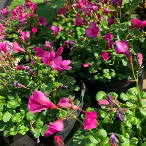 Oxalis Brasiliensis Live Plant - Rosy Flowers, 1 Gallon Pot, Perennial - Image 1
