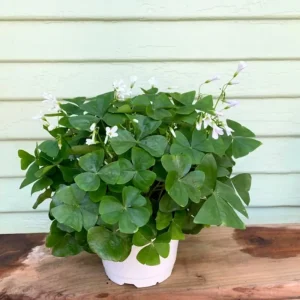 Oxalis Green Live Plant – Vibrant Houseplant in 6 inch Pot - Image 1
