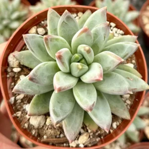Pachyphytum Compactum Live Succulent Plant - Little Jewel, 2-4 inch Pot - Image 3