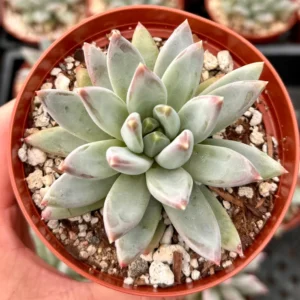 Pachyphytum Compactum Live Succulent Plant - Little Jewel, 2-4 inch Pot - Image 4