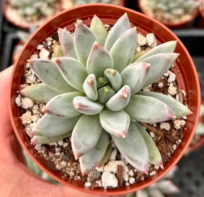 Pachyphytum Compactum Succulent - Live Plant in 2-4 inch Pot