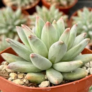 Pachyphytum Compactum Live Succulent Plant - Little Jewel, 2-4 inch Pot - Image 5