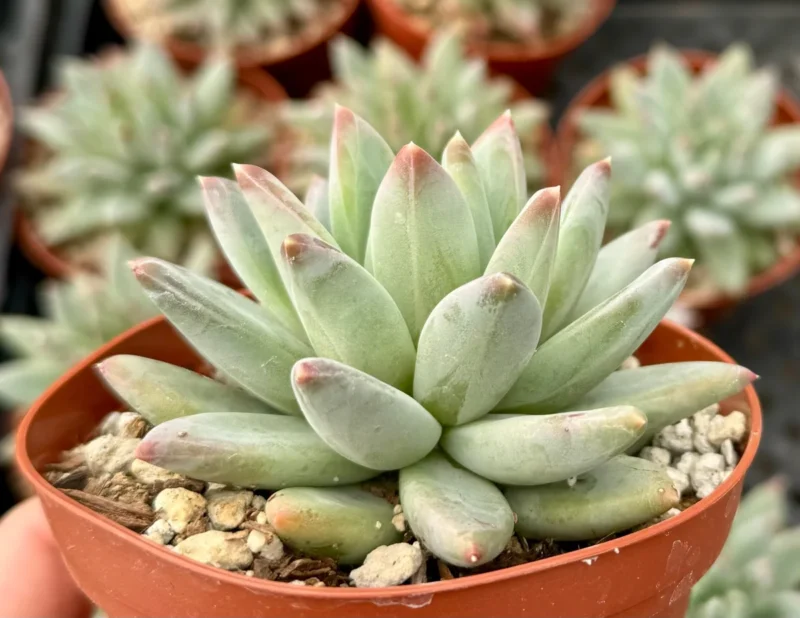 Pachyphytum Compactum Succulent - Live Plant in 2-4 inch Pot