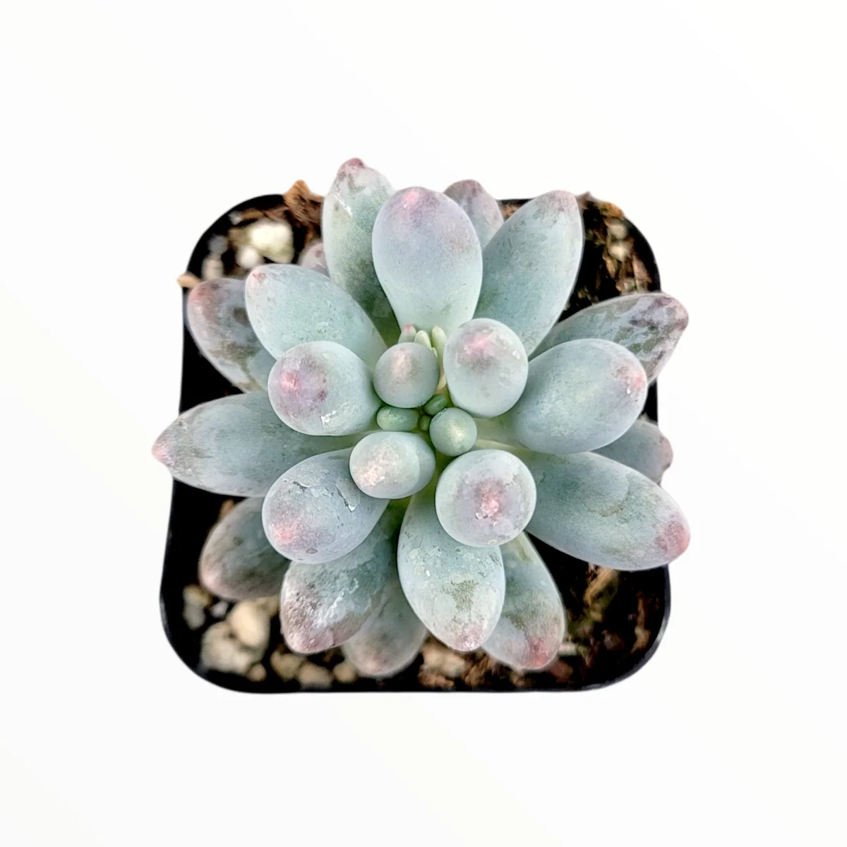 Pachyphytum Machucae Baby Fingers Succulent Live Plant - Drought Tolerant - Image 2