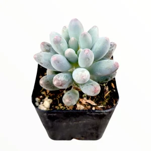 Pachyphytum Machucae Baby Fingers Succulent Live Plant - Drought Tolerant - Image 1