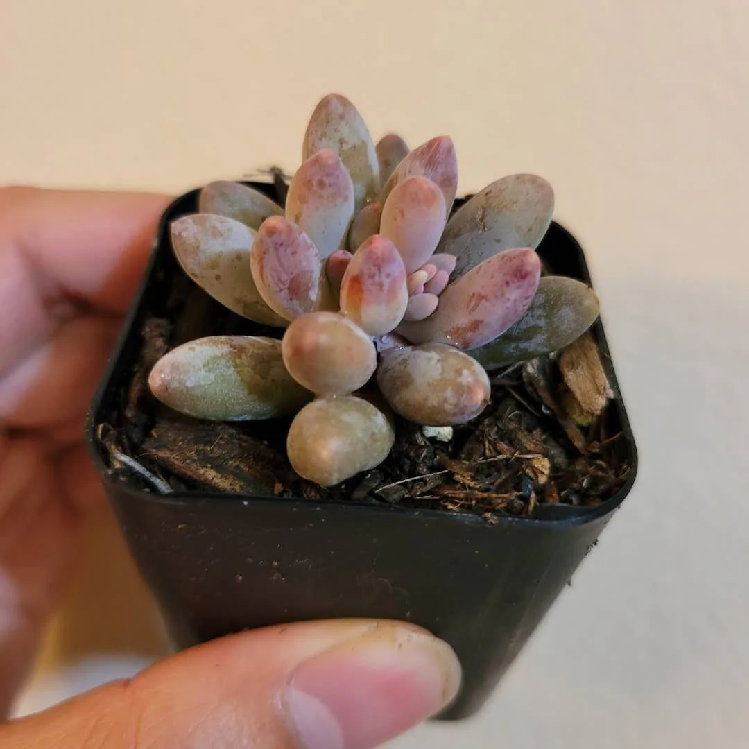 Pachyphytum Machucae Baby Fingers Succulent Live Plant - Drought Tolerant - Image 4