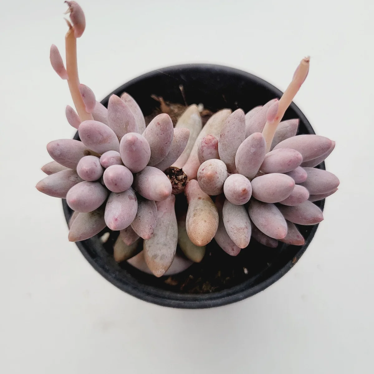 Pachyphytum Machucae Baby Fingers Succulent Live Plant - Drought Tolerant - Image 5