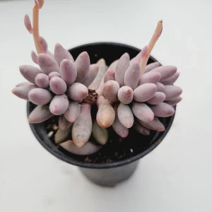 Pachyphytum Machucae Baby Fingers Succulent Live Plant - Drought Tolerant - Image 6