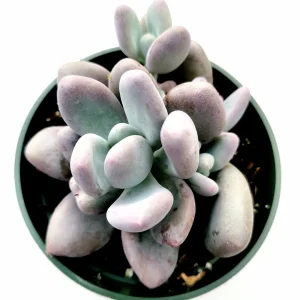 Pachyphytum oviferum Pink Moonstone Succulent Live Plant - 2-4 Inch Pot - Image 10