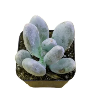 Pachyphytum oviferum Pink Moonstone Succulent Live Plant - 2-4 Inch Pot - Image 3