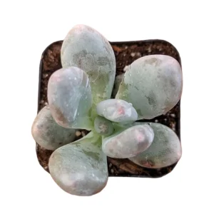 Pachyphytum oviferum Pink Moonstone Succulent Live Plant - 2-4 Inch Pot - Image 4