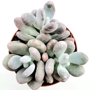Pachyphytum oviferum Pink Moonstone Succulent Live Plant - 2-4 Inch Pot - Image 8