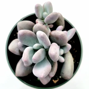 Pachyphytum oviferum Pink Moonstone Succulent Live Plant - 2-4 Inch Pot - Image 9
