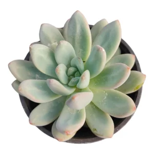 Pachyphytum Starburst Succulent Live Plant - Easy Care Potted Succulent - Image 1