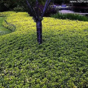 Pachysandra Terminalis 'Green Carpet' Live Plant – 4'' Pot – Evergreen Groundcover - Image 4