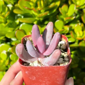 Pachysedum Ganzhou Live Succulent Plant – Pink, Cute, Easy Care, 2" Pot - Image 2